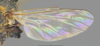 Media type: image;   Entomology 27054 Description: Specimen documentation photo of Wing frontfrom specimen MCZ:Ent:27054, captured on2025-06-24;  Aspect: Wing front